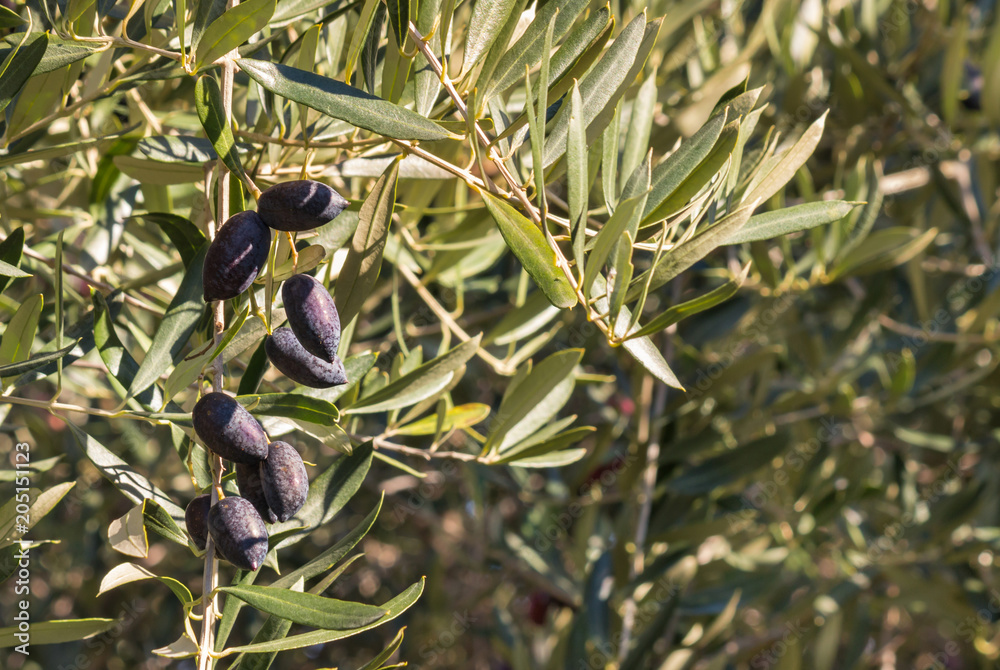 closeup of kalamata olive tree with ripe olives Stock Photo Adobe Stock