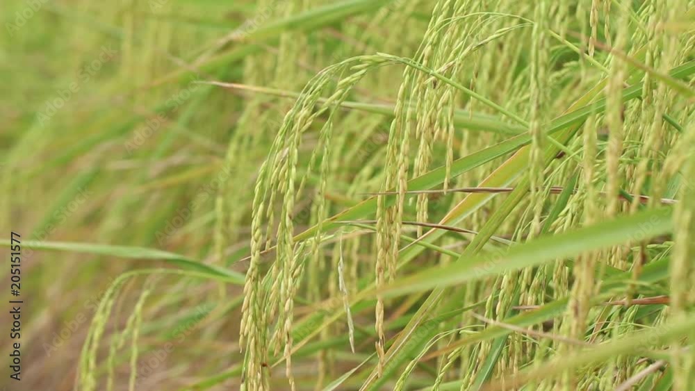 Close-up panning shot of a rice field in summer season. The crops are moving slowly in the wind. Close-up panning shot of a rice field in summer season. The crops are moving slowly in the wind.