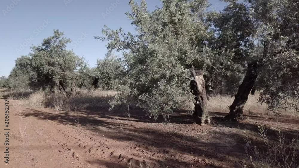 Field of Olive trees near Jaen, soft camera movement in 4k Field of Olive trees near Jaen, soft camera movement in 4k