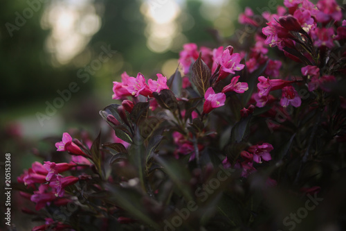 Pink Oleander Flower Shrub