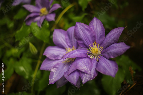 Soft Focus Clematis Flower Blooms