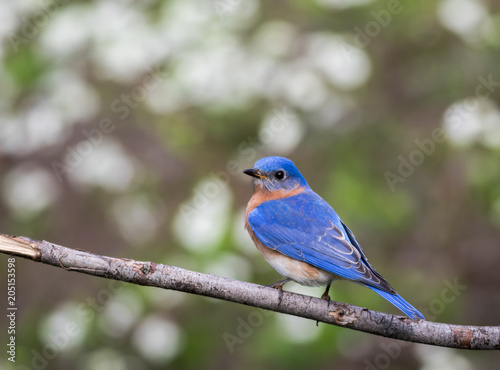 Eastern Bluebird, Sialia sialis, male perched with green bokeh background room for text