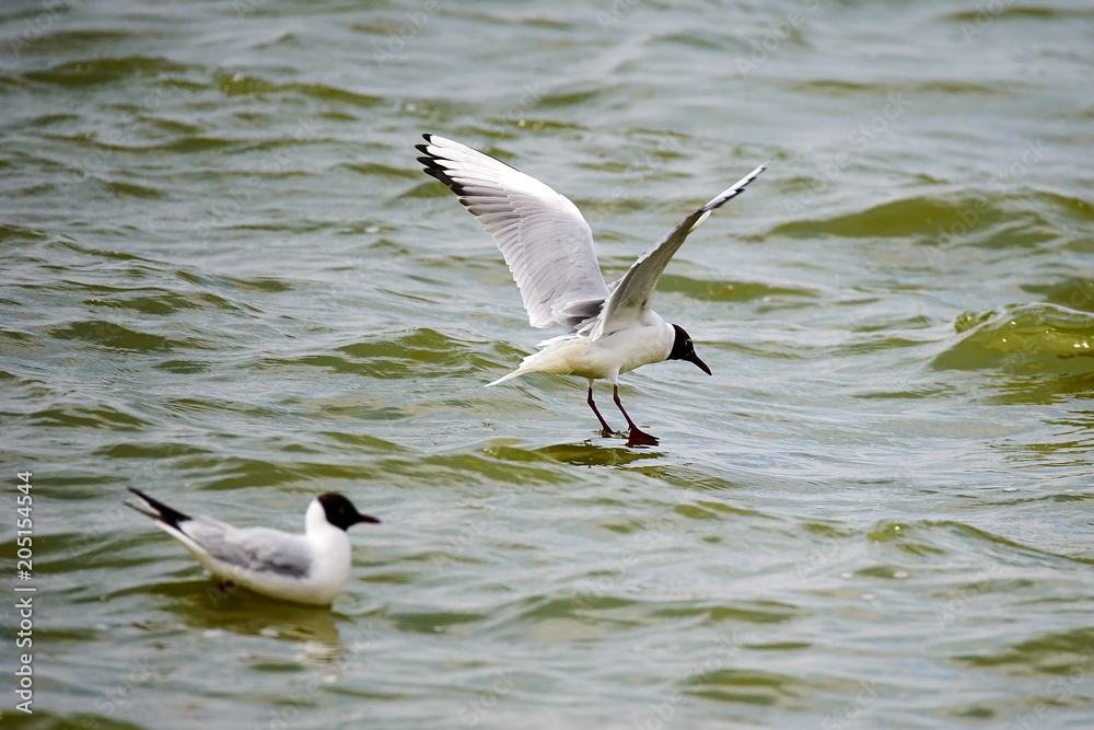 The tern is catching fish in lake water.