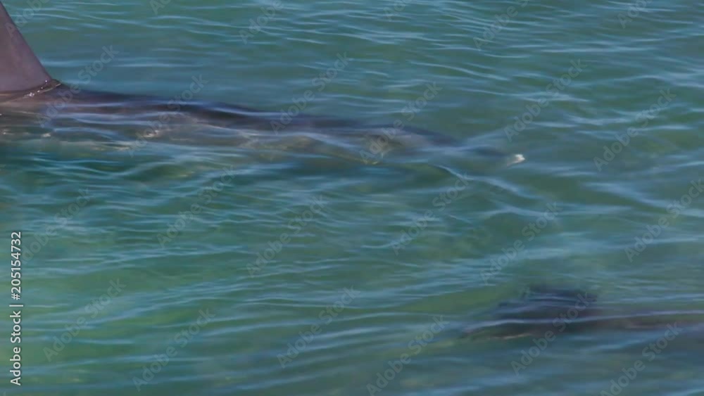 A bird's eye view of two dolphins in the ocean in slow motion. Camera tracks the movement of the dolphins A bird's eye view of two dolphins in the ocean in slow motion. Camera tracks the movement of the dolphins