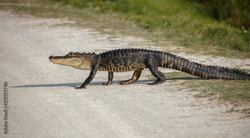 alligator crosses your path