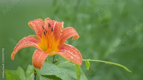 a red and orange tigerlily flower being rained on photo