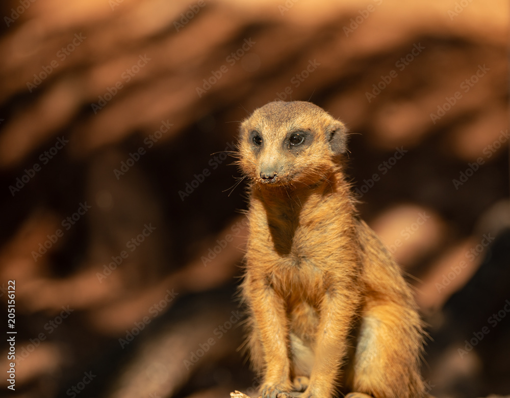 Fototapeta premium meerkat is watching something