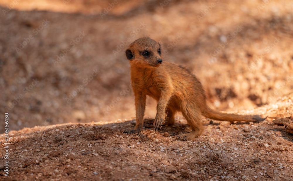 Fototapeta premium meerkat kit is watching