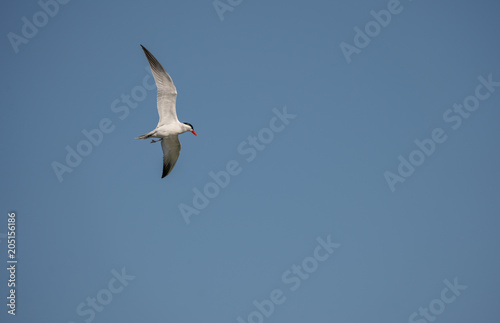 royal tern soars high