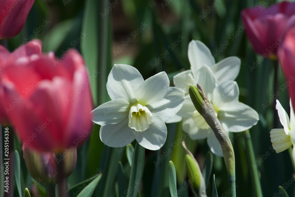 Beautiful white narcissio flowers with green leaves. Spring Beautiful white narcissio flowers with green leaves. Spring