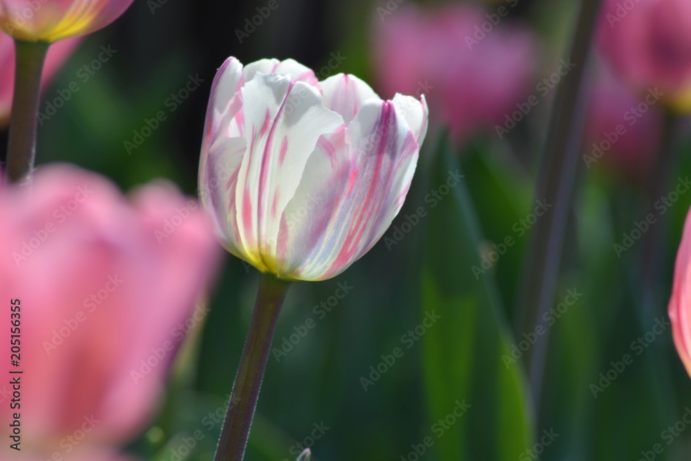 Beautiful pink and white tulip