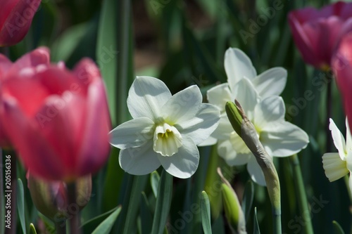 Beautiful white narcissio flowers with green leaves. Spring photo