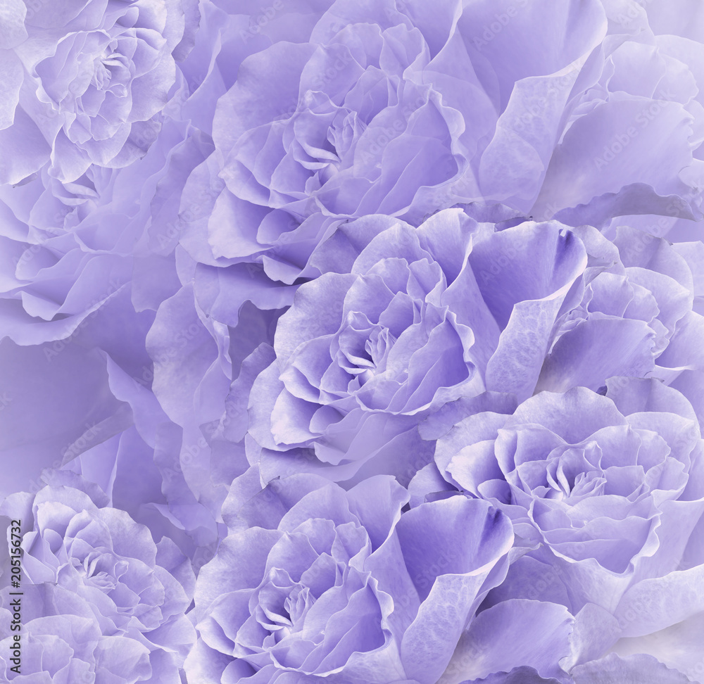 Floral violet-white beautiful background. Flower composition. Bouquet of  flowers from light purple roses. Close-up. Nature. Stock Photo