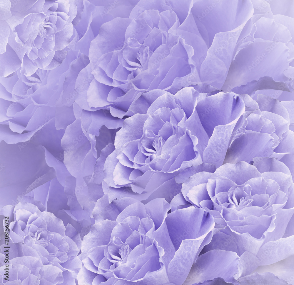 Light Purple Flower Images