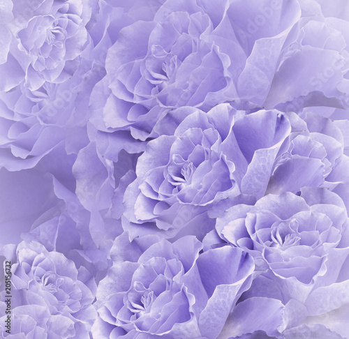 Floral violet-white beautiful background. Flower composition. Bouquet of flowers from light purple roses. Close-up. Nature.