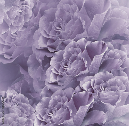 Floral vintage purple beautiful background. Flower composition. Bouquet of flowers from violet roses. Close-up. Nature. © nadezhda F