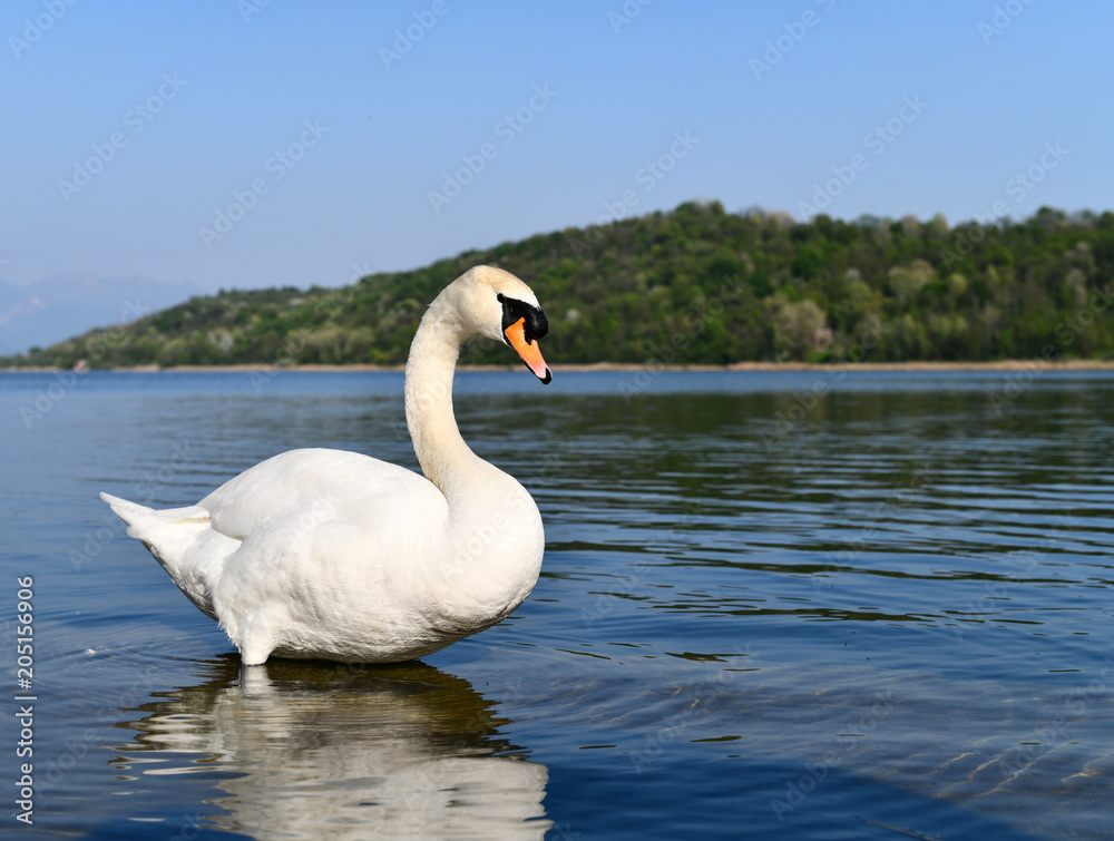 Mute swan in a blue lake