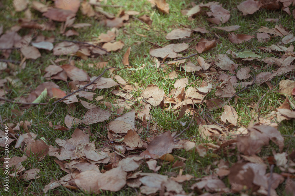 There are many fallen leaves on the lawn There are many fallen leaves on the lawn