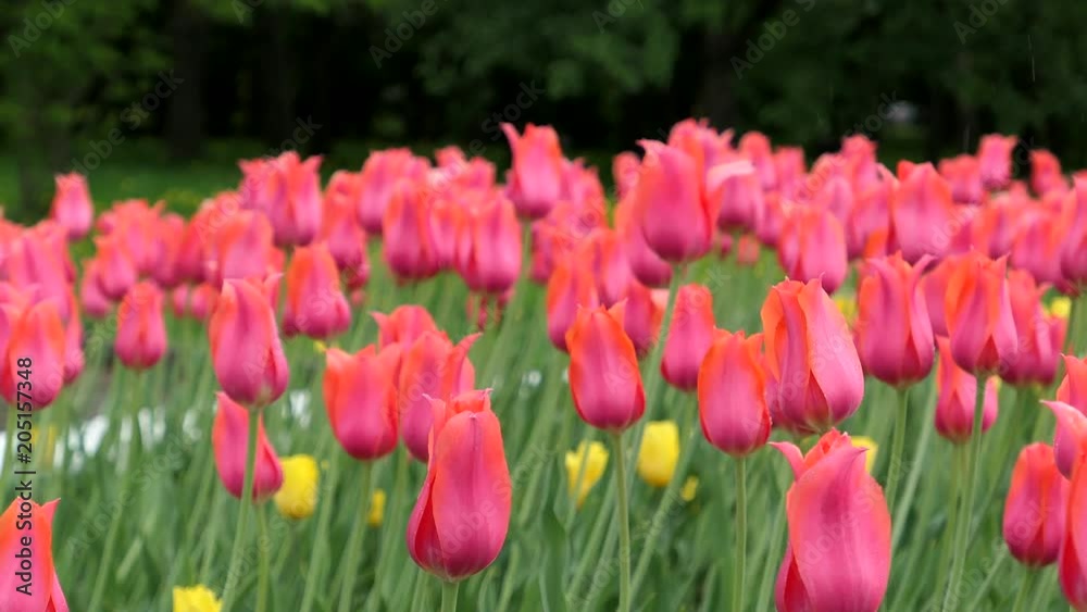 Bright Pink Tulips Under Rain Bright Pink Tulips Under Rain