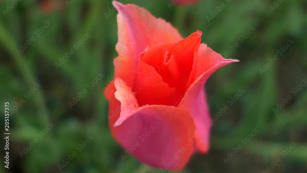 Bright Pink Tulip Under Rain Bright Pink Tulip Under Rain