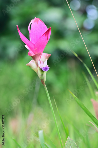 Cercuma alismatifolia Gagnep or Siam tulip of Thailand photo