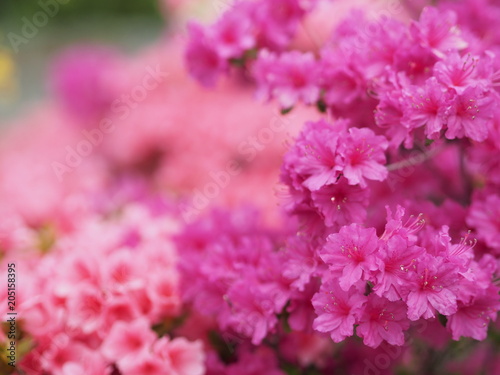 満開に咲くピンク色のツツジ