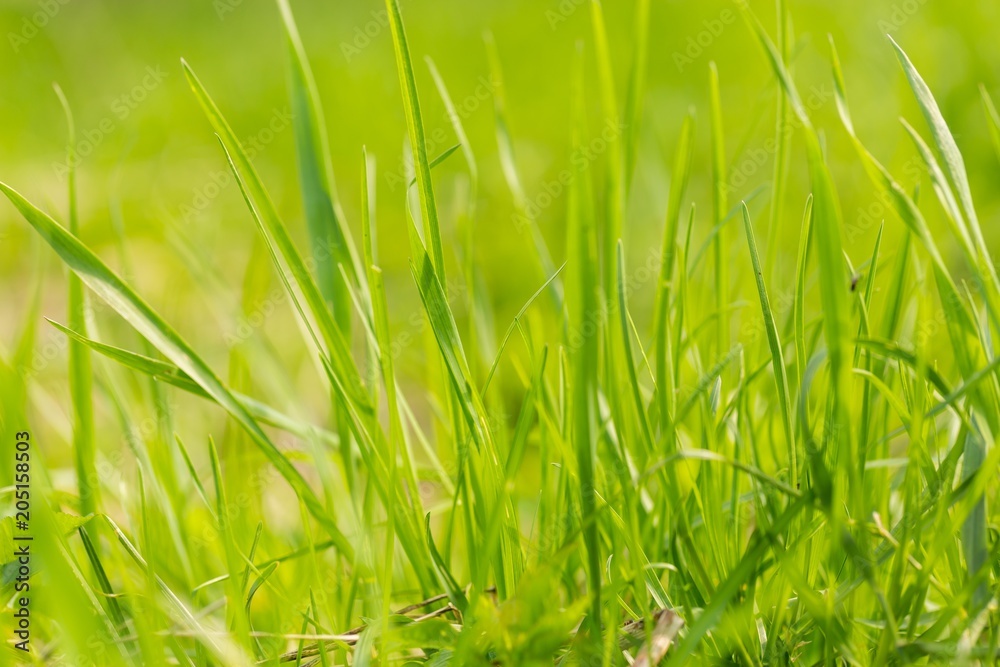Green spring grass in close up Green spring grass in close up
