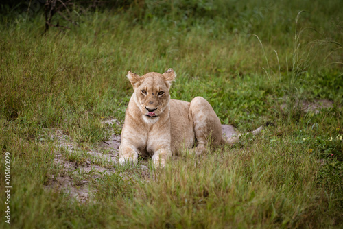 Mighty Lion watching the lionesses who are ready for the hunt in Masai Mara  Kenya  Panthera leo 