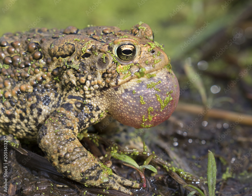 Fototapeta premium Calling American toad (Anaxyrus americanus) calling