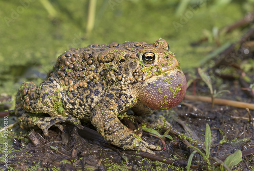 American toad (Anaxyrus americanus) with inflated throat sack calling 
