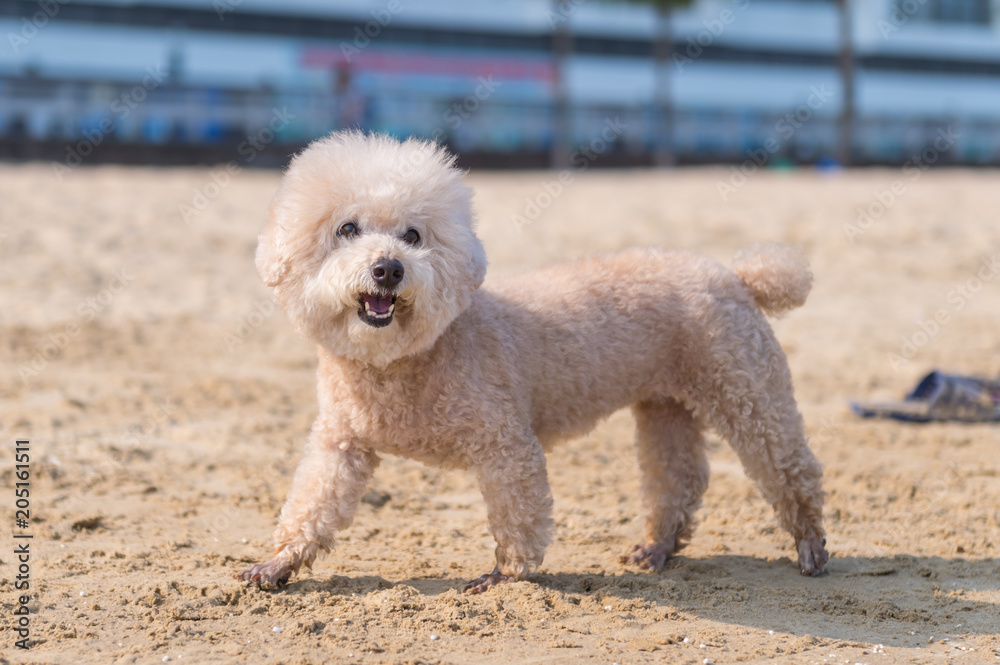 Poodles play on the beach