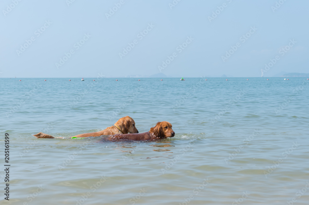 Golden retriever playing on the beach Golden retriever playing on the beach