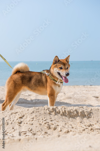 Shiba Inu play on the beach
