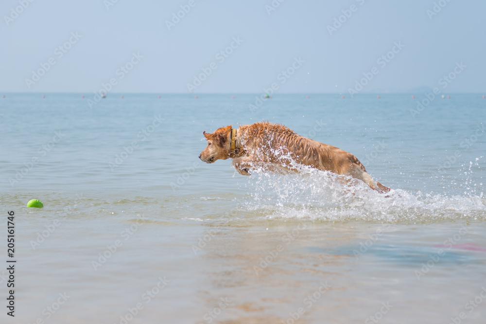 Golden retriever playing on the beach Golden retriever playing on the beach