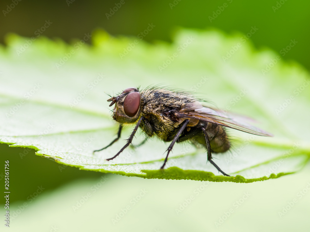 Exotic Drosophila Fruit Fly Diptera Insect on Green Leaf Exotic Drosophila Fruit Fly Diptera Insect on Green Leaf