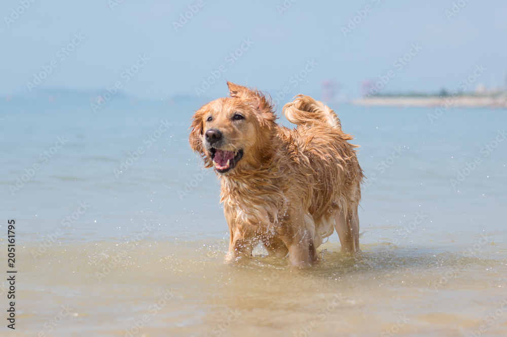 Golden retriever playing on the beach Golden retriever playing on the beach