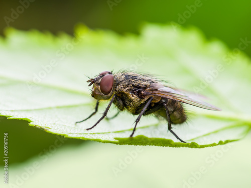 Exotic Drosophila Fruit Fly Diptera Insect on Green Leaf © nechaevkon