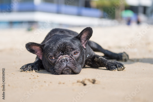 Bulldog lying on the beach