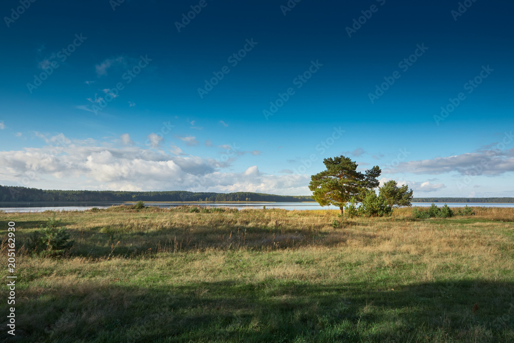 A lonely tree on a field by the lake