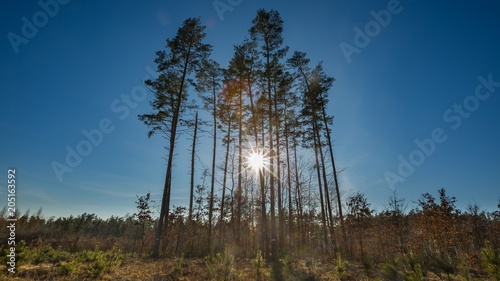 Early spring forest landscape.