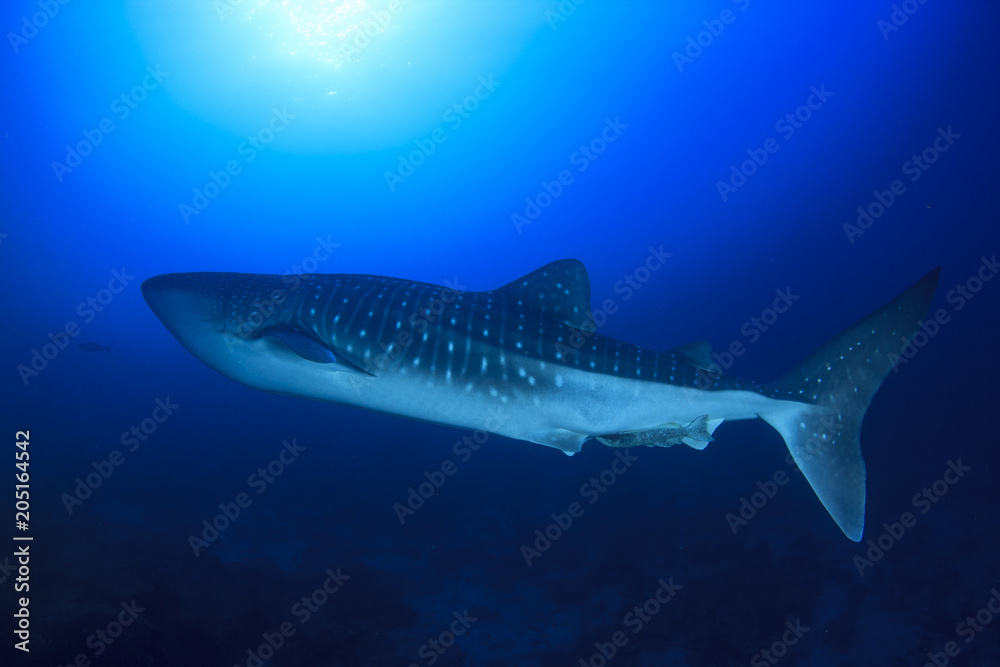 Naklejka premium Whale Shark
