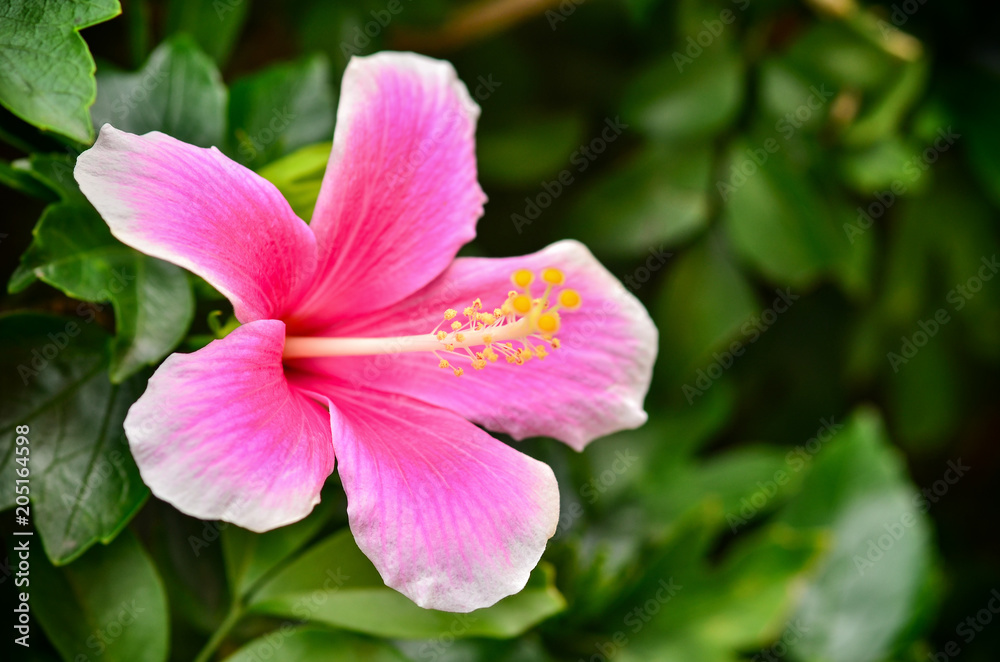 Hibiscus blooming in garden Hibiscus blooming in garden