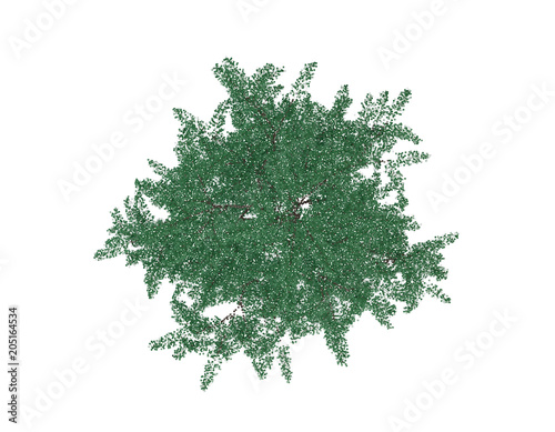 Albizia tree. Top view. Isolated on white background. Vector illustration.