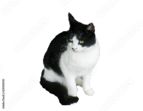 Cat. Isolated on white back...