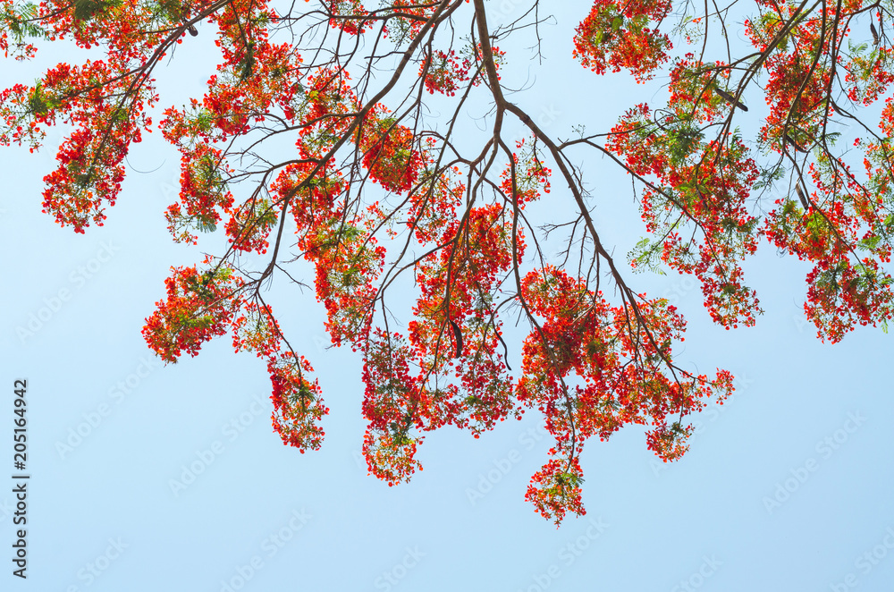 Royal Poinciana or Flamboyant (Caesalpinia pulcherrima) with blue sky in the outdoor nature park Royal Poinciana or Flamboyant (Caesalpinia pulcherrima) with blue sky in the outdoor nature park