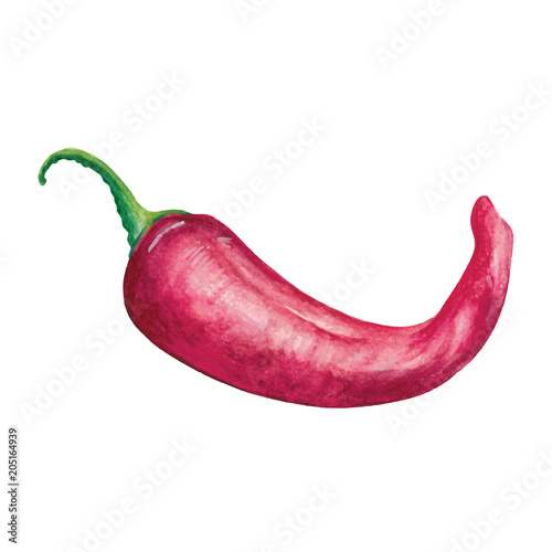 Red chilli pepper Watercolor hand drawn illustration isolated on white background