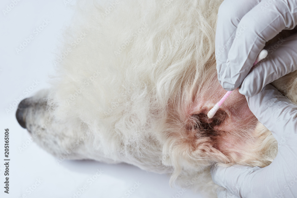 Dog veterinary theme Dog veterinary theme