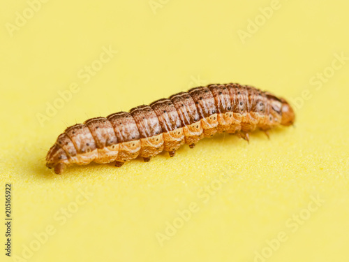 the caterpillar crawls on a yellow background