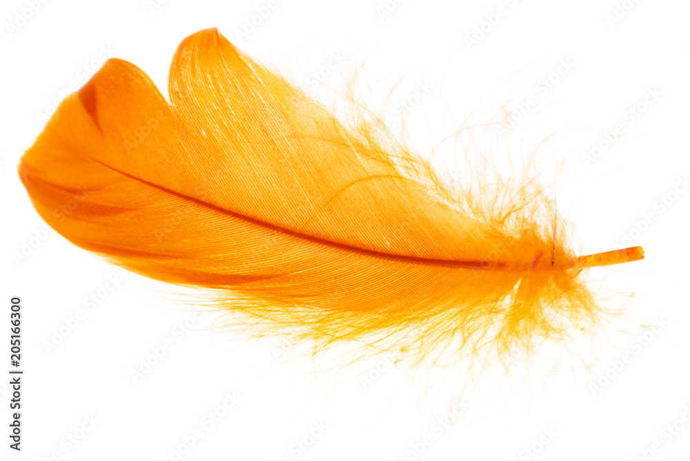 Beautiful orange feather on white background Beautiful orange feather on white background