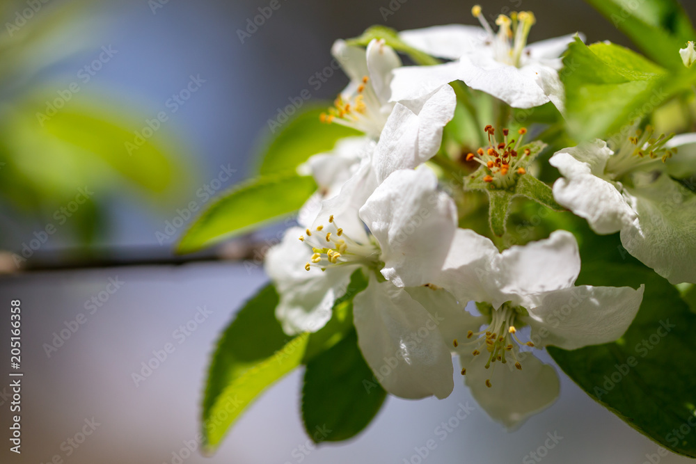 Obraz premium Flowers on a branch of an apple tree in spring